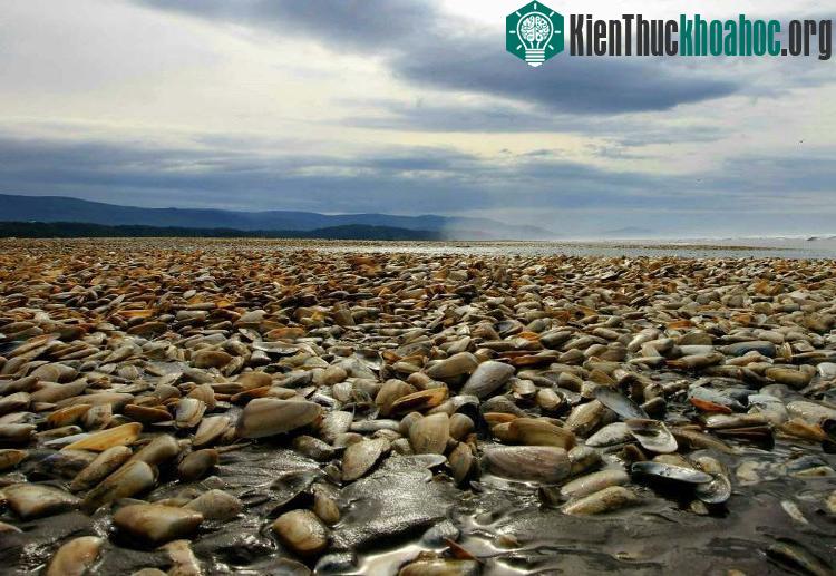 Ngao chết trên đảo Chiloe, Chile. (Ảnh: AFP).