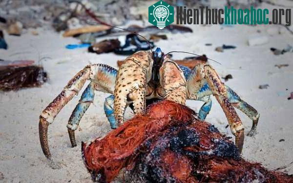 Loài này ăn quả dừa bằng cách bổ vỏ và ăn cơm dừa