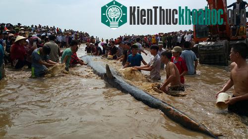 Hàng nghìn người dân địa phương và phụ cận hay tin đã kéo đến bãi biển chứng kiến việc giải cứu cá.