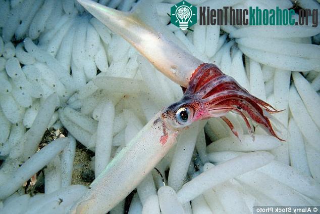 Các loài thân mềm như mực, mực ống, bạch tuộc đang có số lượng gia tăng rất nhanh trong 60 năm trở lại đây.