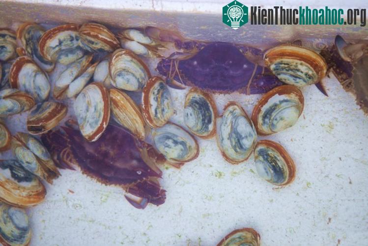 Con cua màu tím được ngư dân Thanh Đảo đánh bắt được.