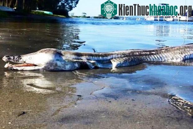 Nhiều người hoang mang không biết đây là con gì?