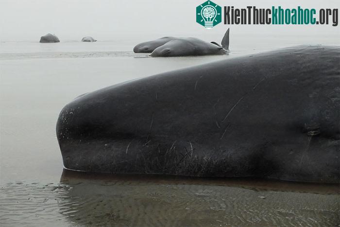 Xác cá nhà táng trên bờ biển Đức hôm 1/2. (Ảnh: Blue Planet Society).