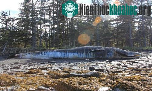 Một trong 11 con cá voi vây mắc kẹt trên đảo Kodiak, Alaska. (Ảnh: Bree Witteveen/Đại học Alaska Fairbanks.)
