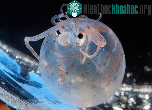Những sinh vật biển kỳ lạ, dễ thương