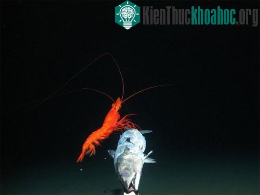 Cái nhìn đầu tiên ở vùng nước tối