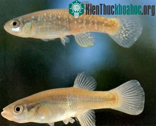 Tại sao cá killifish phát triển mạnh trong môi trường ô nhiễm
