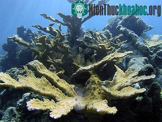 Ảnh:&nbsp;marinebio