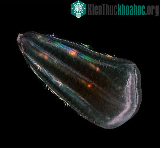 Con vật giống sứa có thể là nguồn gốc của động vật. (Ảnh:&nbsp;coatedarms.blogspot.com)