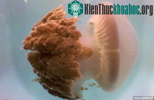 Con sứa hồng khổng lồ trong công viên UnderWater World tại bang Queensland, Australia. (Ảnh: SWNS)