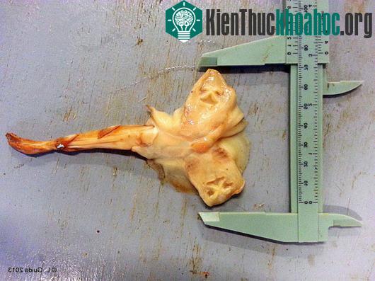 Cá đuối 2 đầu được phát hiện ở Úc. (Ảnh:&nbsp;doubtfulnews.com)