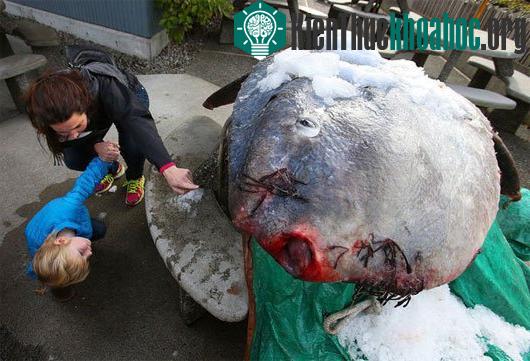 Con cá thu hút sự chú ý của nhiều người dân khi được đặt bên ngoài công ty Sunfish Fish & Chips. (Ảnh: Seattle Times)