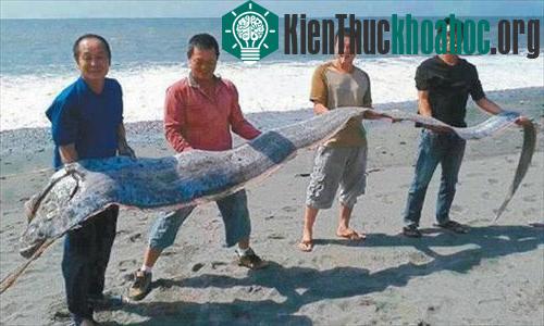 Con cá mái chèo khổng lồ mà các ngư dân bắt giữ ngoài khơi đảo Đài Loan hôm 28/10. (Ảnh: Ecns.cn)