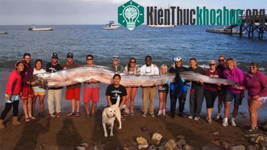 Con cá mái chèo được phát hiện ở bờ biển California. (Ảnh: Catalina Island Marine Institute)