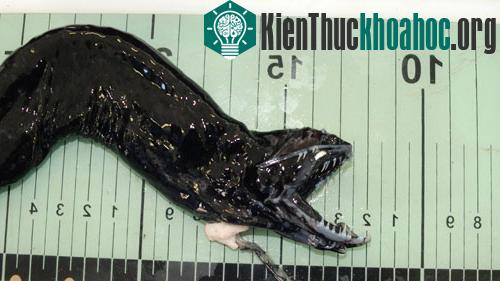 Giải mã những quái vật biển "ngoài hành tinh"