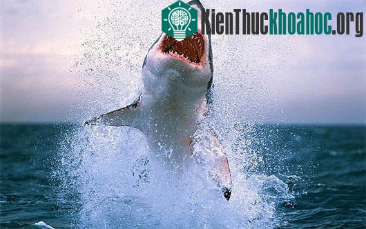 Chuyện chưa biết về "quái vật trắng" ở đại dương