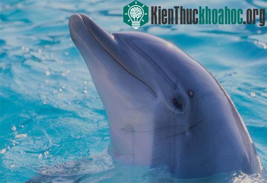 Cá heo có thể gọi tên đồng loại trong đàn - (Ảnh:&nbsp;spirit-animals.com)