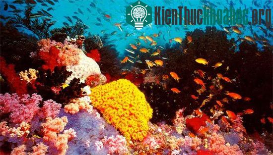 Rạn san hô Great Barrier Reef. (Ảnh:&nbsp;grcashflow.info)