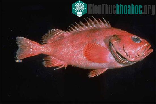 Cá quân (Sebastes borealis). (Ảnh: Freaky Fish)