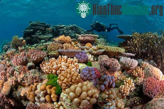 Rạn san hô Great Barrier Reef. (Nguồn: nationalgeographic.com)