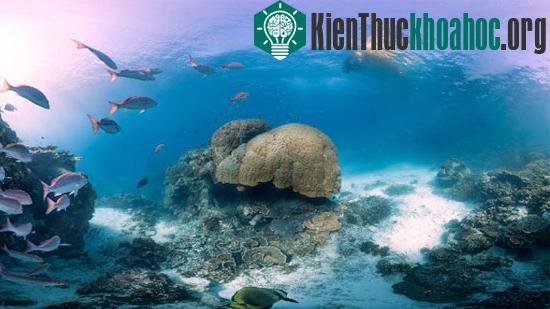 Một số hình ảnh tại rạn&nbsp;san hô khổng lồ Barrier được&nbsp;máy ảnh công nghệ cao chụp