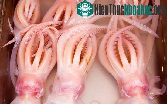 Những con mực ống khổng lồ.