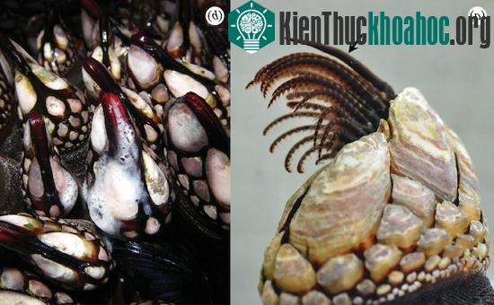 Ảnh (a) cho thấy dương vật ở trạng thái thư giãn (có dấu mũi tên) bên cạnh các chân dùng cho việc ăn uống của một con hàu Pollicipes polymerus. Trong ảnh (b), các con hàu đang thả tinh trùng vào nư...