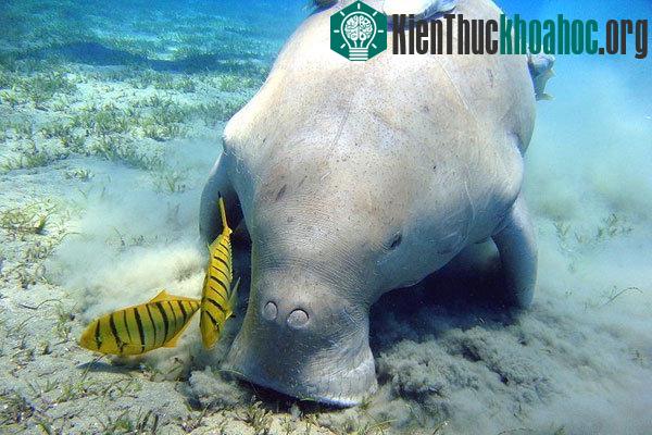 Bò biển nằm trong danh sách những loài quý hiếm sắp tuyệt chủng và cần được bảo vệ. (Ảnh: WIkipedia)