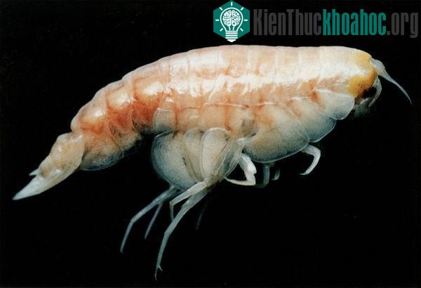 Một con tôm Hirondellea gigas. (Ảnh: National Geographic)
