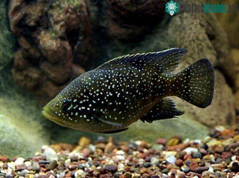 Cá biết nghe bằng bong bóng ảnh 0