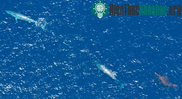 Hình ảnh nhiếp ảnh gia Eddie Kisfaludy chụp được từ trên không (Ảnh:wildlifeextra.com)