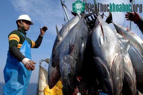 Đánh bắt cá ngừ
