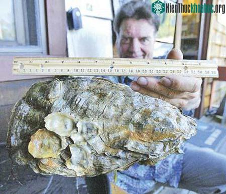 Cựu phi công Richard Mesce và con hàu khổng lồ mà ông phát hiện. (Ảnh: Eureka Times-Standard)