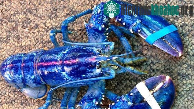Con tôm hùm màu xanh cực hiếm