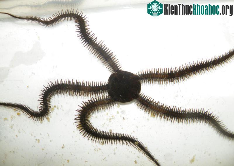 Sao biển giòn Ophiocoma echinata