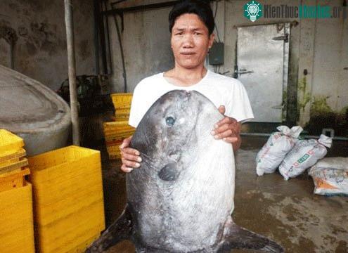 Con cá nặng 15kg mà anh Đoàn bắt được. (Ảnh: N.P)