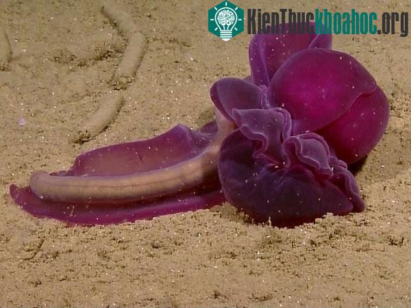 Loài giun được mệnh danh là hoa biển - (Ảnh: National Geographic)