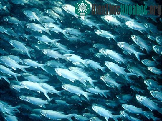 Cá biển sẽ ngày càng cạn kiệt.