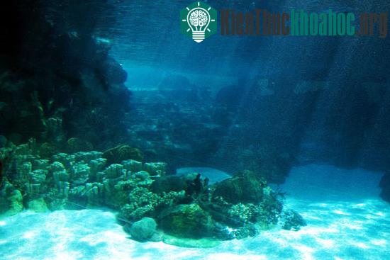 Theo các nhà nghiên cứu, đại dương từng có rất ít oxy
