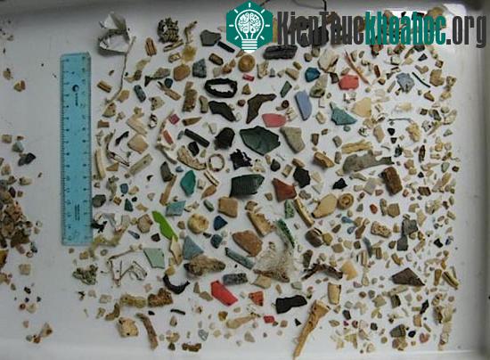 Rác nhựa có thể khiến rùa biển tuyệt chủng ảnh 0