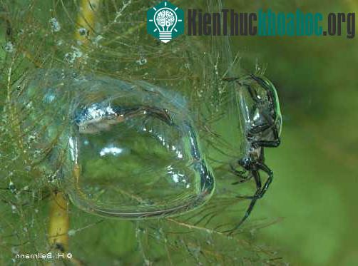 Nhện nước&nbsp; Argyroneta aquatica (Ảnh: appstate.edu)