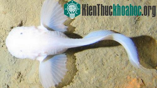Sự sống nơi rãnh sâu nhất đại dương ảnh 0