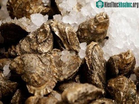 Loài hàu đang suy giảm nhanh chóng ảnh 0