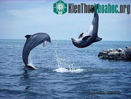 Hàn Quốc cấm đánh bắt cá voi thương mại từ năm 1986.&nbsp;