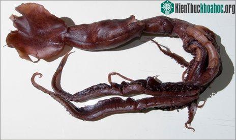 Loài mực ống phát sáng kỳ quái mới ảnh 0