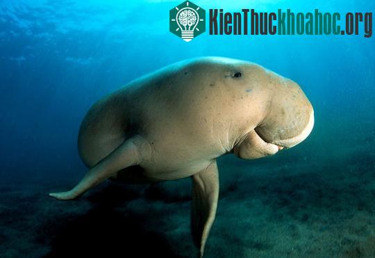 Cứu các “nàng tiên cá” ảnh 0