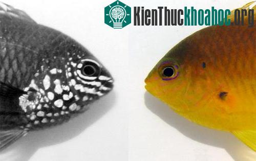 Cá nhận ra nhau dưới ánh sáng tử ngoại ảnh 0