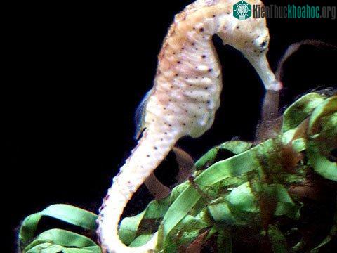 Thuần phục cá ngựa trắng ảnh 0