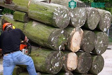 Những 'con mối' kinh hoàng của biển ảnh 1