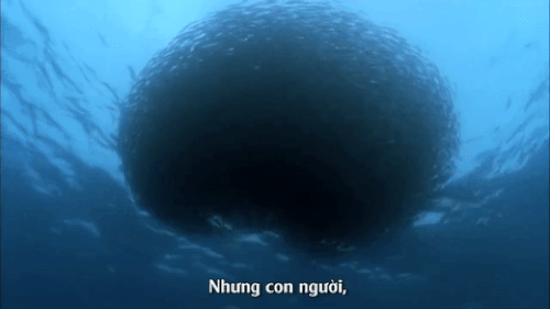 Con người đã lấy đi nhiều thứ của đại dương.